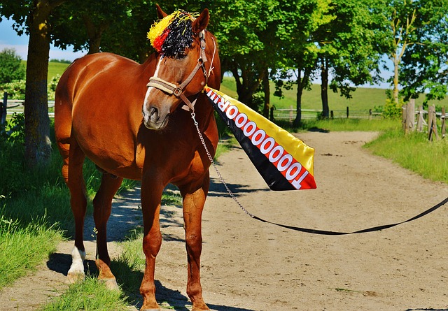 为球队带来 为球队带来