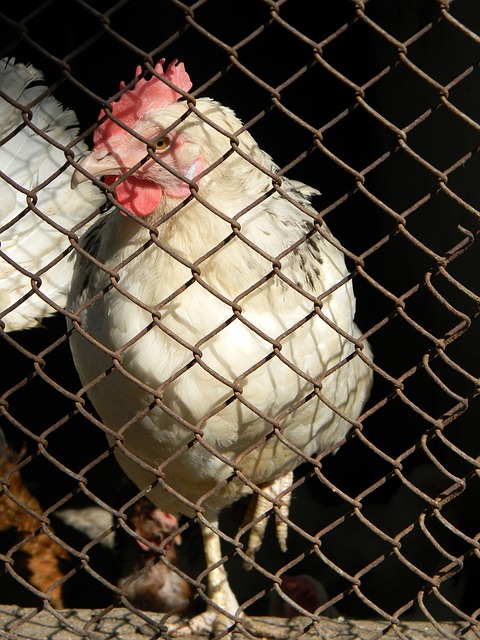 曦的比赛中 曦的比赛中